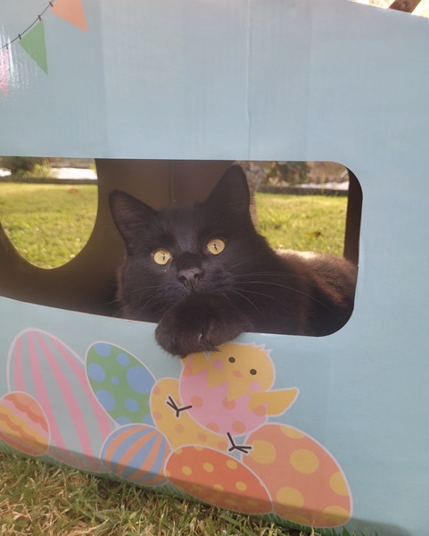 Minky in his Easter themed cat house 